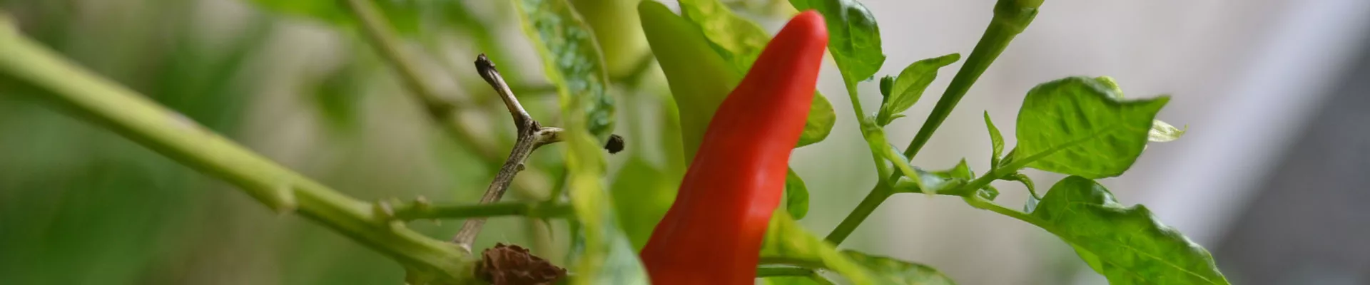 Chilli pepper - Grow it yourself