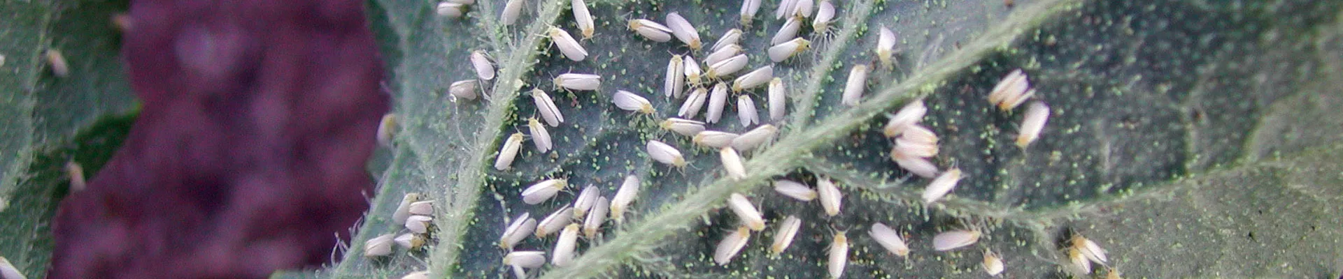 Whitefly - Pests & Diseases