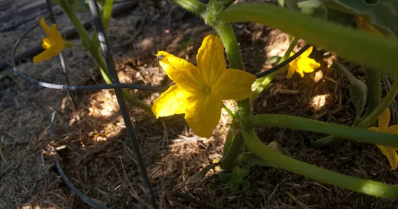 Cucumber - Grow it yourself