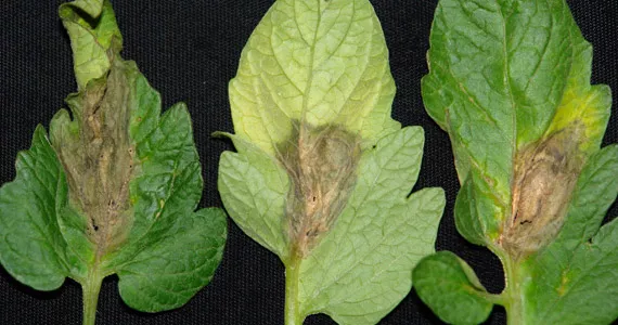 Botrytis cinerea - Pests & Diseases