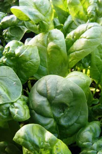 Spinach - Grow it yourself