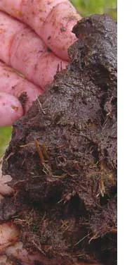 Contents of potting soil