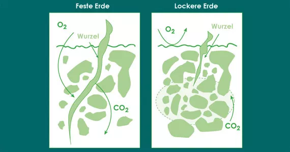 Thoughts on watering plants