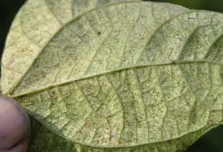 Spider mite - Pests & Diseases