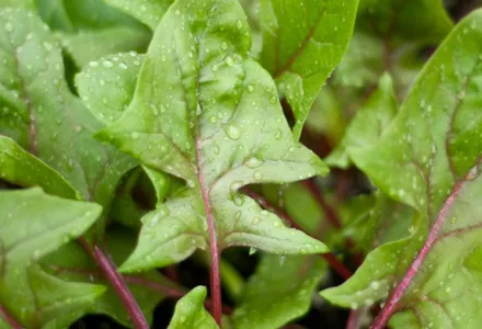 Spinach - Grow it yourself