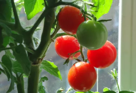 Tomatoes - Grow it yourself