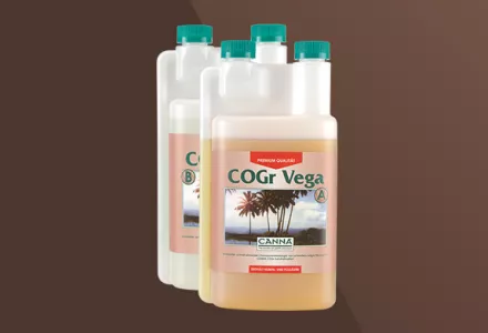 CANNA COGr Vega